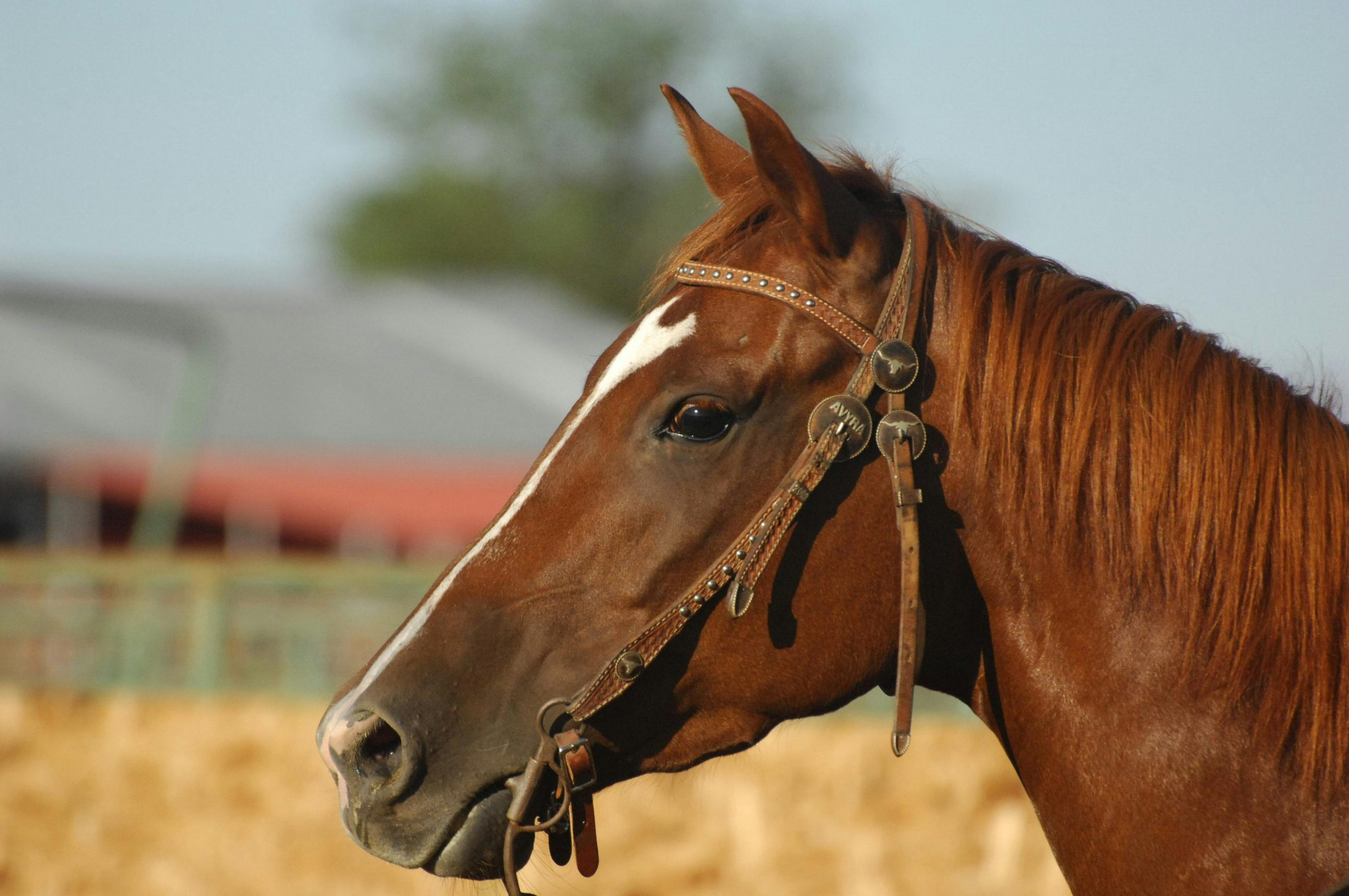Majestic Horse
